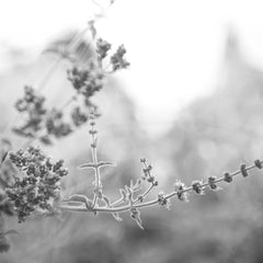 Cracked Heel Repair Creams