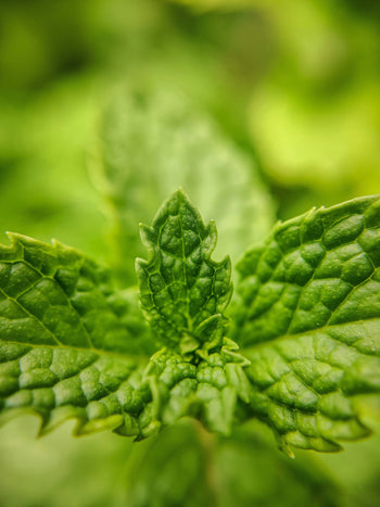 Herbal Immunity Boosters