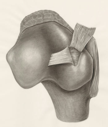 Joint & Muscle Support