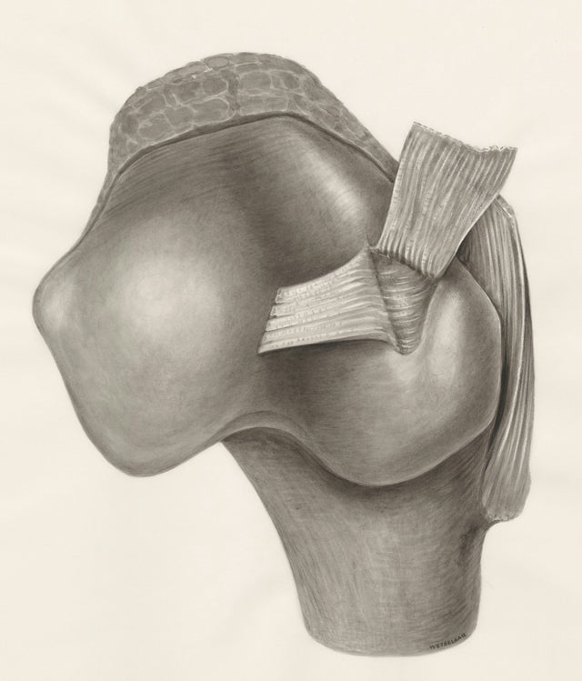 Joint & Muscle Support