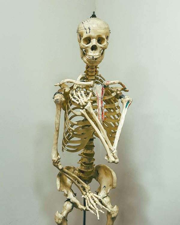 Acupuncture Models