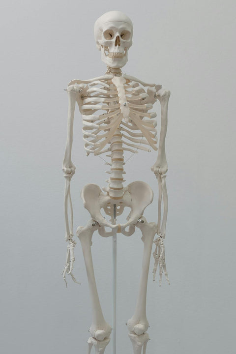 Anatomical Models & Teaching Aids