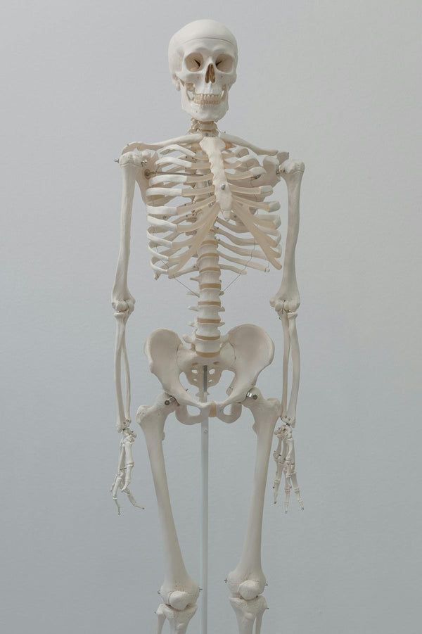 Anatomical Models & Teaching Aids