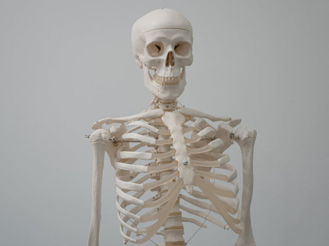 Skeletal Models