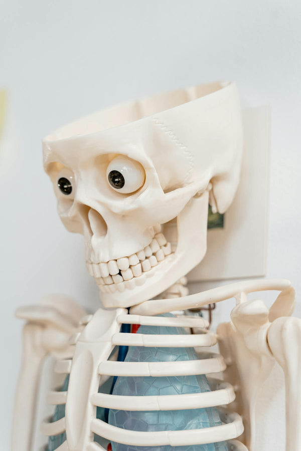 Organs Structures