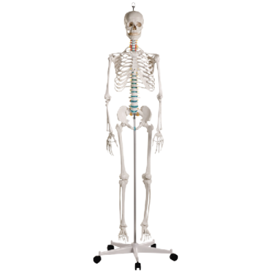 Skeleton "Oscar"