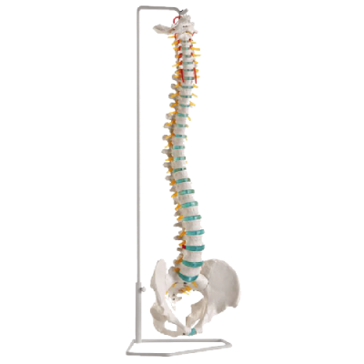Flexible Spine