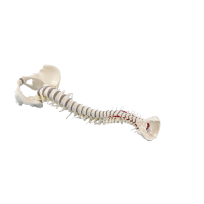 Spine with Pelvis without Stand