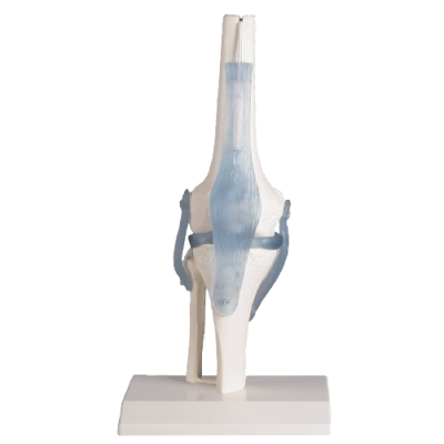 Knee Joint Functional Model with Ligaments and Stand