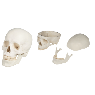 Skull, 3 Parts