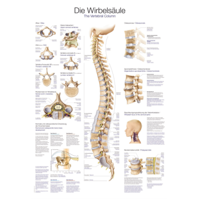 Teaching Chart "The Spine", 70x100cm