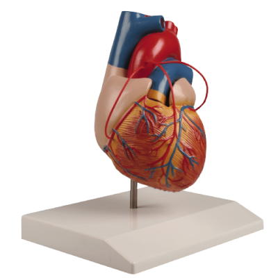 Heart Model with Bypass Vessels