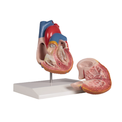 Human Heart, 2 Parts