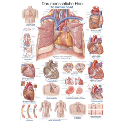 Teaching Chart "The Human Heart", 70x100cm