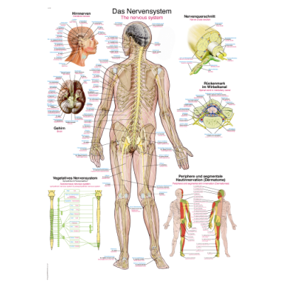 Teaching Chart "Nervous System", 70x100cm