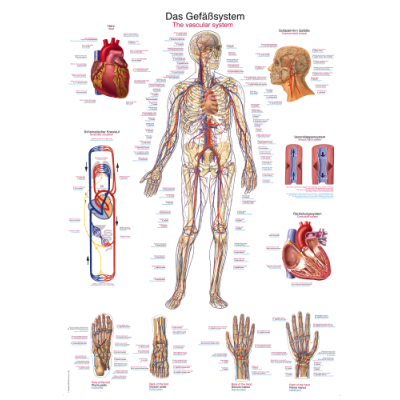 Teaching Chart "Vascular System", 70x100cm