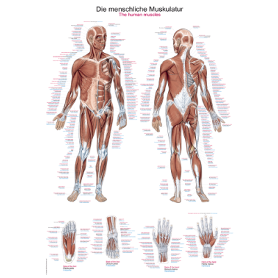 Teaching Chart "Human Musculature", 70x100cm