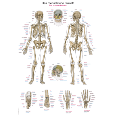 Teaching Chart "The Human Skeleton", 70x100cm