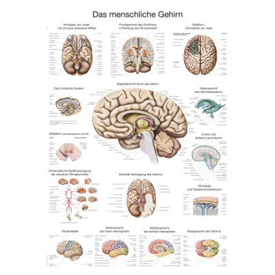 Teaching Chart "The Human Brain", 70x100cm