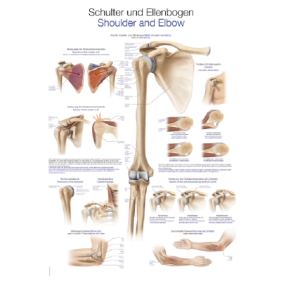 Teaching Chart "Shoulder and Elbow", 70x100cm