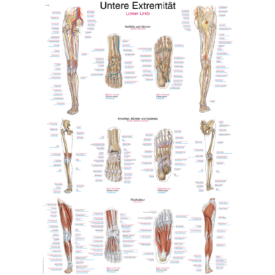 Teaching Chart "Lower Extremity", 70x100cm