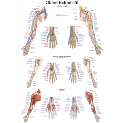 Teaching Chart "Upper Extremity", 70x100cm