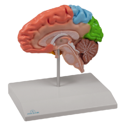 Brain Half Regional, Life-Size