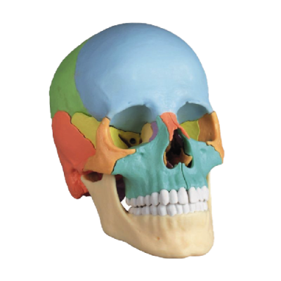 Osteopathy Skull Model, 22 Parts, Didactic Version - EZ Augmented Anatomy