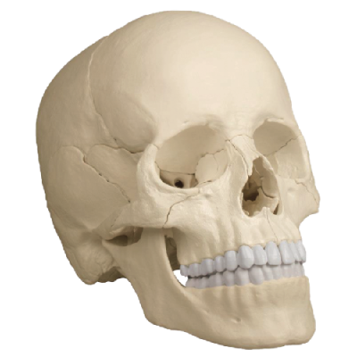 Osteopathy Skull Model, 22 Parts, Anatomical Version - EZ Augmented Anatomy