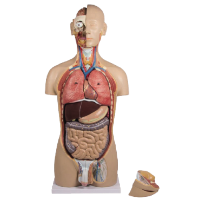 Torso with Open Back, 27 Parts, Dual Gender