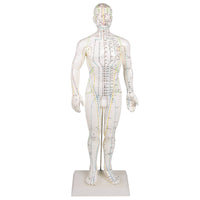 Acupuncture Model Male