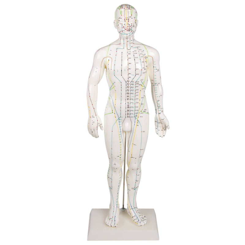 Acupuncture Model Male