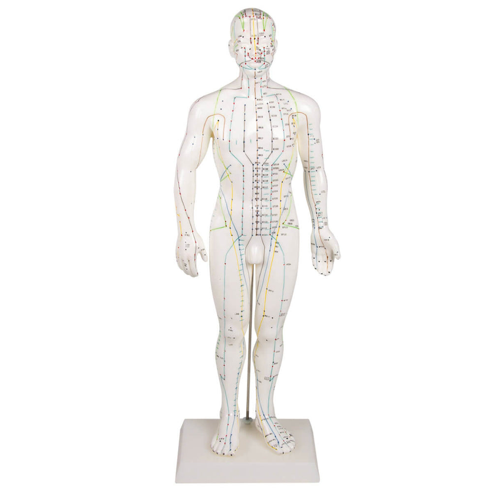 Acupuncture Model Male