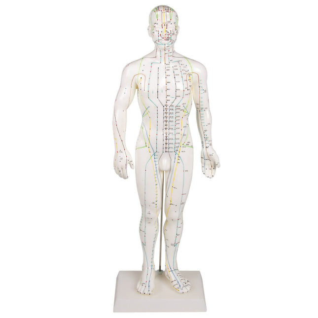 Acupuncture Model Male