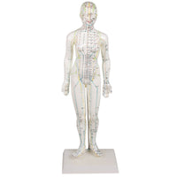 Acupuncture Model Female
