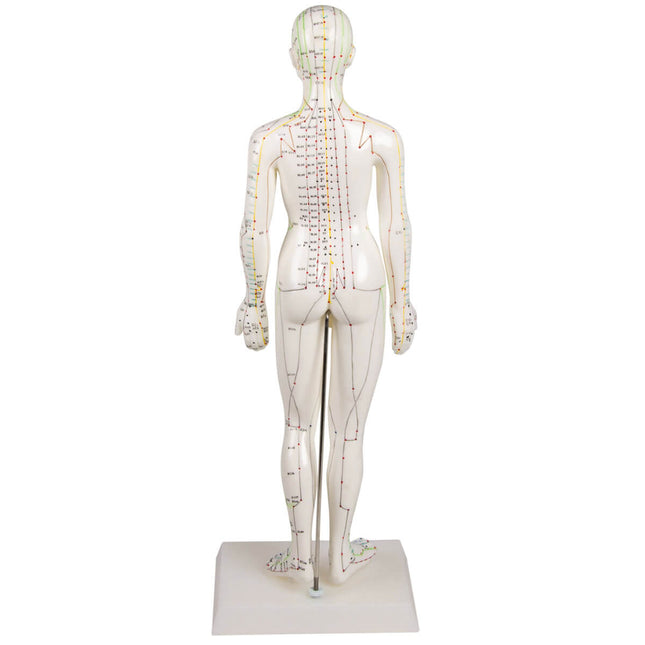 Acupuncture Model (Female)