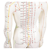 Acupuncture Model Female