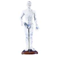 Acupuncture Model Male