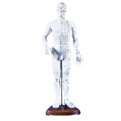Acupuncture Model Male